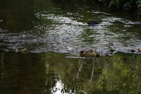 Лист Упавший Дерева Осенью Дрейфует Спокойной Воде — стоковое фото