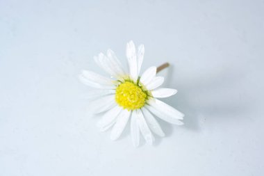 Renkli kalemler ile çizim için bir şablon olarak lifelike çiçekler