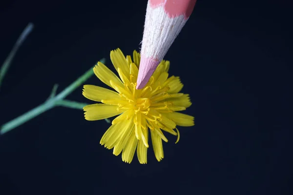 Artificially Fertilize Flowers Produce Special Species — Stock Photo, Image