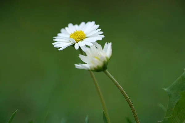 Flores Semelhantes Vida Como Modelo Para Desenhar Com Lápis Coloridos — Fotografia de Stock