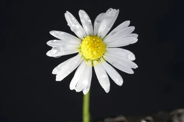 Flores Semelhantes Vida Como Modelo Para Desenhar Com Lápis Coloridos — Fotografia de Stock