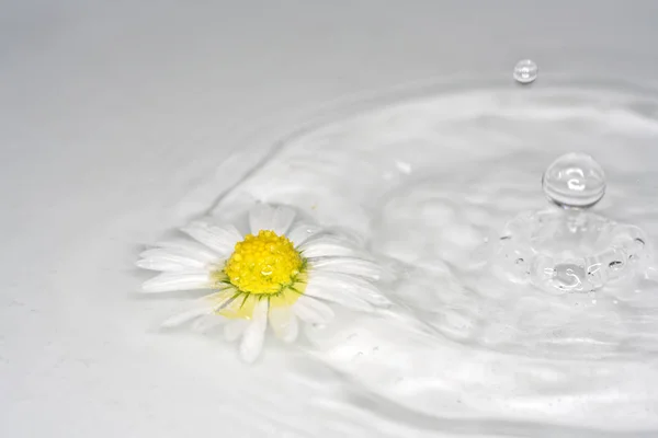 Живі Квіти Шаблон Малювання Кольоровими Олівцями — стокове фото