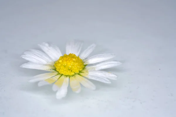 Fleurs Réalistes Comme Modèle Pour Dessiner Avec Des Crayons Couleur — Photo