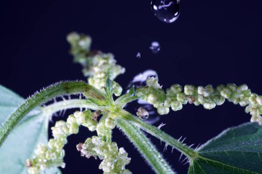 Isırgan otu neredeyse Almanya 'nın her yerinde bulunur ve tırtıllar ve kelebekler için önemli bir bitkidir.