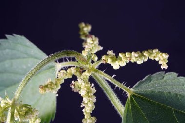 Isırgan otu neredeyse Almanya 'nın her yerinde bulunur ve tırtıllar ve kelebekler için önemli bir bitkidir.