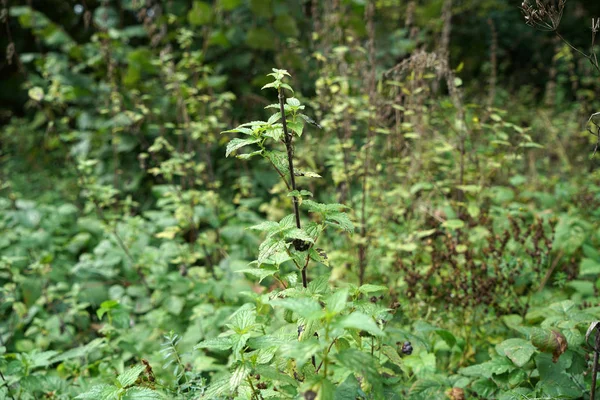 Urtiga Picante Ocorre Quase Todos Lugares Alemanha Uma Planta Importante — Fotografia de Stock