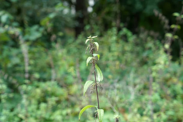 雄しべはドイツのほぼどこでも発生し 毛虫や蝶にとって重要な植物です — ストック写真