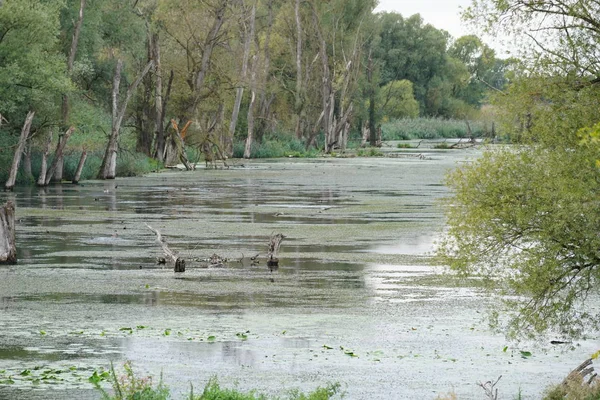 Δούναβης Και Παλιά Του Νερά Φωτογραφίζονται Στη Βαυαρία Κοντά Στο — Φωτογραφία Αρχείου