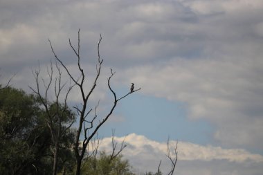 Tuna Nehri ve eski suları Regensburg yakınlarındaki Bavyera 'da fotoğraflanmıştır.