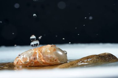 Ezoteriklerin görüşüne göre, şifalı taşlar, renkleri ile, formlarını ve içerdikleri mineralleri etkiler.