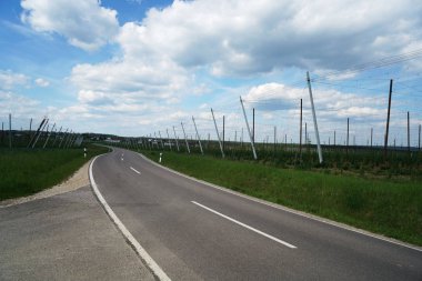 Hops kenevir familyasından bir bitki cinsidir ve bira yapmak için kullanılır.