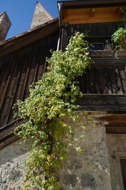 Hops kenevir familyasından bir bitki cinsidir ve bira yapmak için kullanılır.