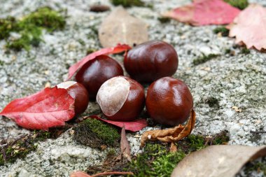 Renkli yapraklı kestane. Sonbahar renklerinde. Açık havada çekilmiş.