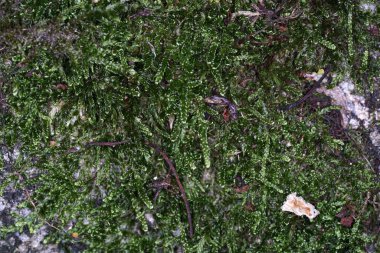 Yosun, genellikle destekleyici ve iletken doku oluşturmayan yeşil kara bitkileridir..