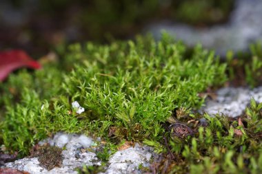 Yosun, genellikle destekleyici ve iletken doku oluşturmayan yeşil kara bitkileridir..