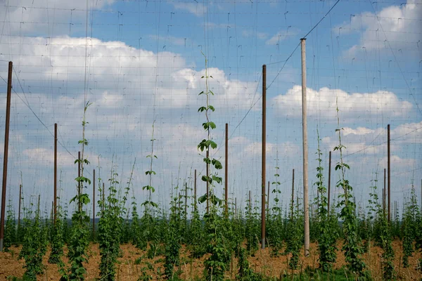 Hops Plant Genus Hemp Family Used Beer Brewing — Stock Photo, Image
