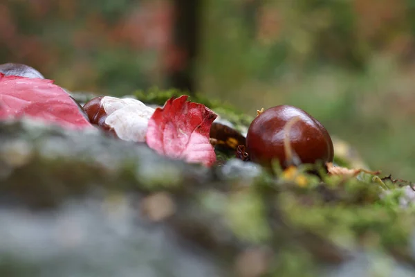 Kastanien Mit Bunten Blättern Herbst Farbig Fotografiert Der Freien Natur — Stockfoto