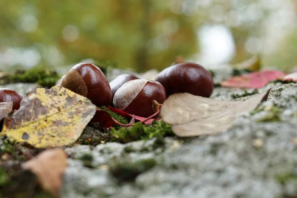 Каштан Красочными Листьями Осеннего Цвета Сфотографирован Открытом Воздухе — стоковое фото
