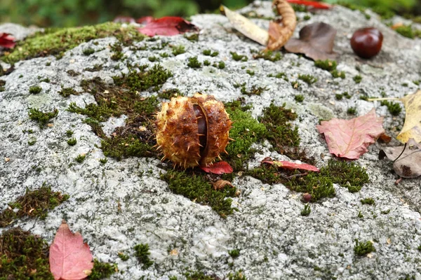 Kastanien Mit Bunten Blättern Herbst Farbig Fotografiert Der Freien Natur — Stockfoto