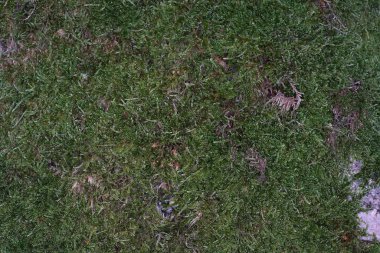 Yosun, genellikle destekleyici ve iletken doku oluşturmayan yeşil kara bitkileridir..