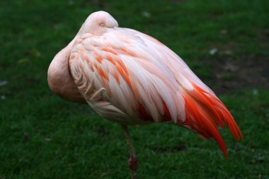             Pembe flamingo, doğal alanı Avrupa 'ya kadar uzanan tarikatın tek temsilcisidir.                   