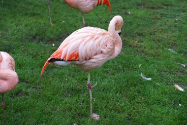             Pembe flamingo, doğal alanı Avrupa 'ya kadar uzanan tarikatın tek temsilcisidir.                   