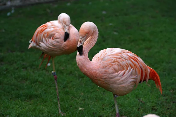 Roze Flamingo Enige Vertegenwoordiger Van Orde Waarvan Het Natuurlijke Bereik — Stockfoto