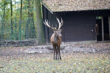 Geyik ya da boynuz taşıyıcıları, çift toynaklı hayvanlardan oluşan bir memeli ailesidir.