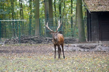 Geyik ya da boynuz taşıyıcıları, çift toynaklı hayvanlardan oluşan bir memeli ailesidir.