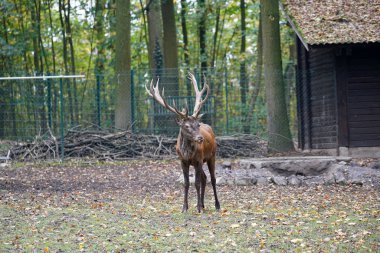 Geyik ya da boynuz taşıyıcıları, çift toynaklı hayvanlardan oluşan bir memeli ailesidir.