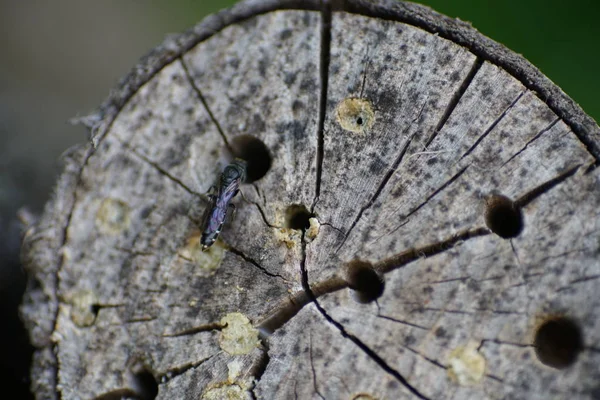 Bir Böcek Oteli Çeşitli Malzemelerden Kolayca Yapılabilir Böcekleri Izlemede Çok — Stok fotoğraf