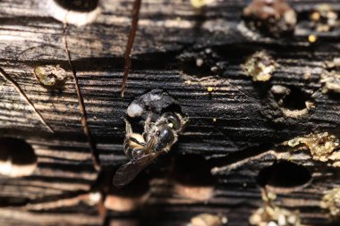 Bir böcek oteli çeşitli malzemelerden kolayca yapılabilir ve böcekleri izlemede çok iyidir.