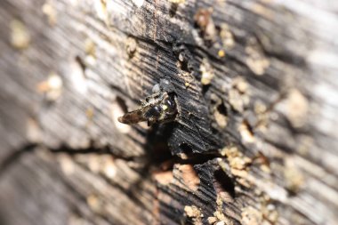 Bir böcek oteli çeşitli malzemelerden kolayca yapılabilir ve böcekleri izlemede çok iyidir.