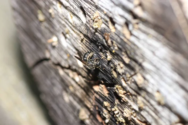 An insect hotel can be easily made from a variety of materials and is very good at watching the insects