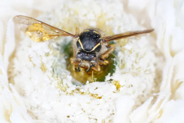 An insect hotel can be easily made from a variety of materials and is very good at watching the insects