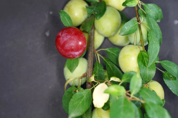 Mirabelle Also Called Yellow Plum Subspecies Plum — Stock Photo, Image