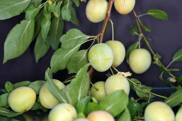 Mirabelle Gele Pruim Een Ondersoort Van Pruim — Stockfoto