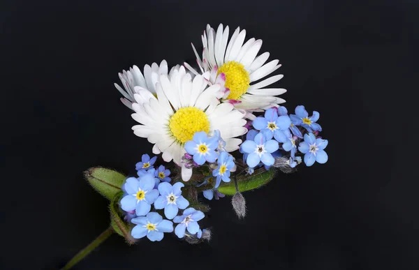 Daisies Photographed Studio Best Conditions — Stock Photo, Image