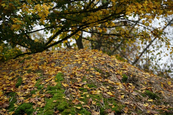 Dakbedekking Met Verschillende Materialen Overgroeid Met Mos Andere Planten — Stockfoto