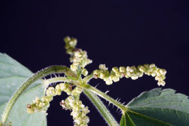 Isırgan otu neredeyse Almanya 'nın her yerinde bulunur ve tırtıllar ve kelebekler için önemli bir bitkidir.