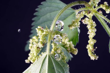 Isırgan otu neredeyse Almanya 'nın her yerinde bulunur ve tırtıllar ve kelebekler için önemli bir bitkidir.