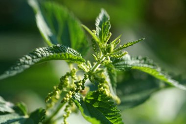 Isırgan otu neredeyse Almanya 'nın her yerinde bulunur ve tırtıllar ve kelebekler için önemli bir bitkidir.