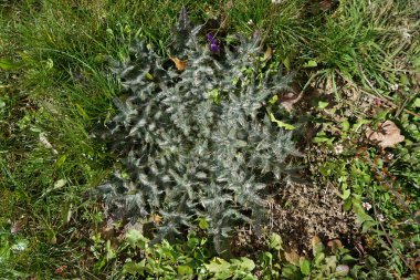 Bavyera 'da ormanın ortasında bir devedikeni çiçek açar.