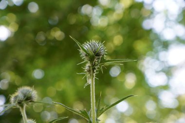 Bavyera 'da ormanın ortasında bir devedikeni çiçek açar.