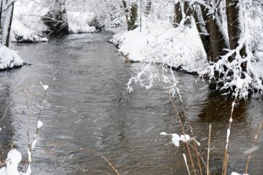 Kışın, Bavyera 'daki bitkiler buz kristalleriyle süslenir.