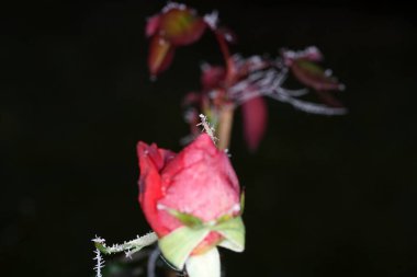 Kışın, Bavyera 'daki bitkiler buz kristalleriyle süslenir.