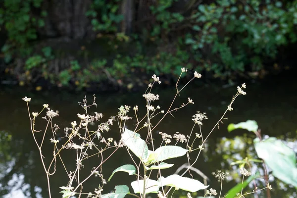 Stinging Nettle Occurs Almost Everywhere Germany Important Plant Caterpillars Butterflies — Stock Photo, Image