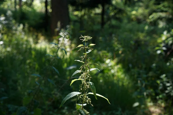 雄しべはドイツのほぼどこでも発生し 毛虫や蝶にとって重要な植物です — ストック写真