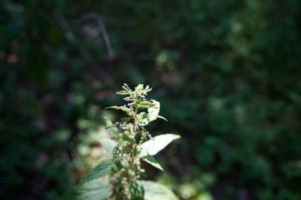 雄しべはドイツのほぼどこでも発生し 毛虫や蝶にとって重要な植物です — ストック写真