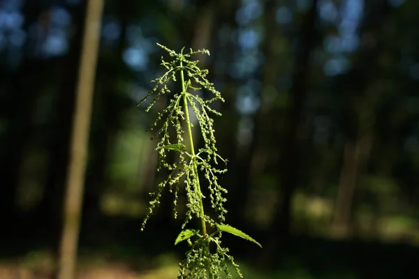 雄しべはドイツのほぼどこでも発生し 毛虫や蝶にとって重要な植物です — ストック写真